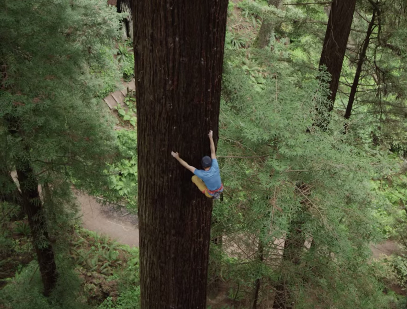 Climbing a 700-year-old giant tree
